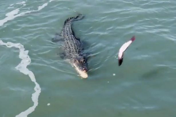 Kροκόδειλος και καρχαρίας πολεμούν για ένα…ψάρι – Δείτε βίντεο